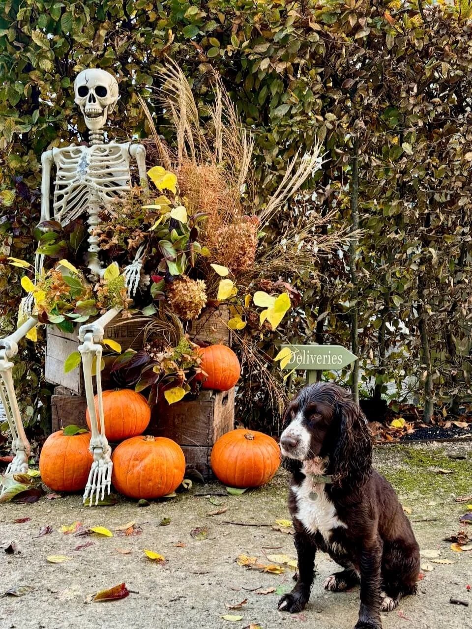 Halloween.jpeg