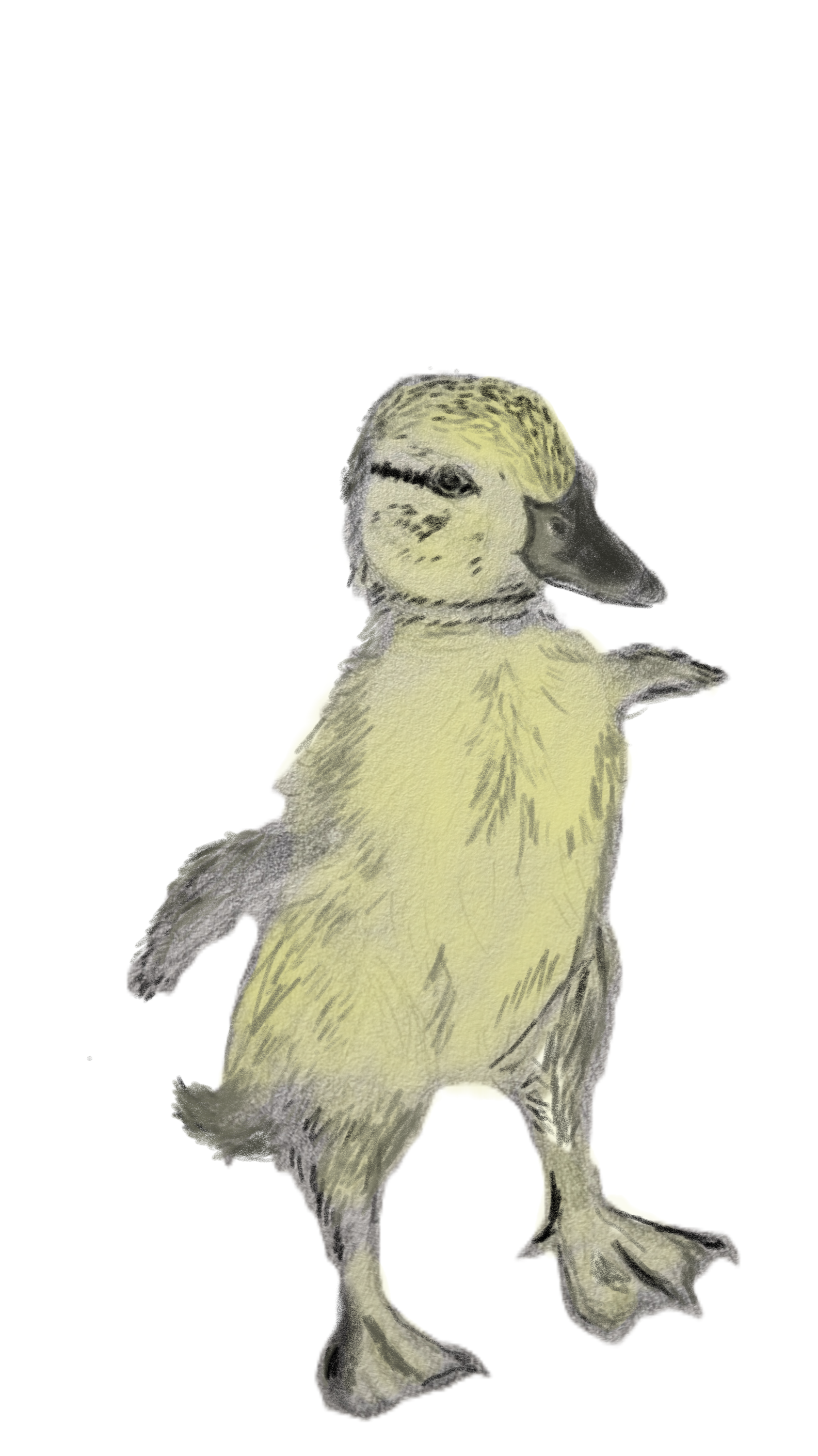 duckling%252Bstanding.png