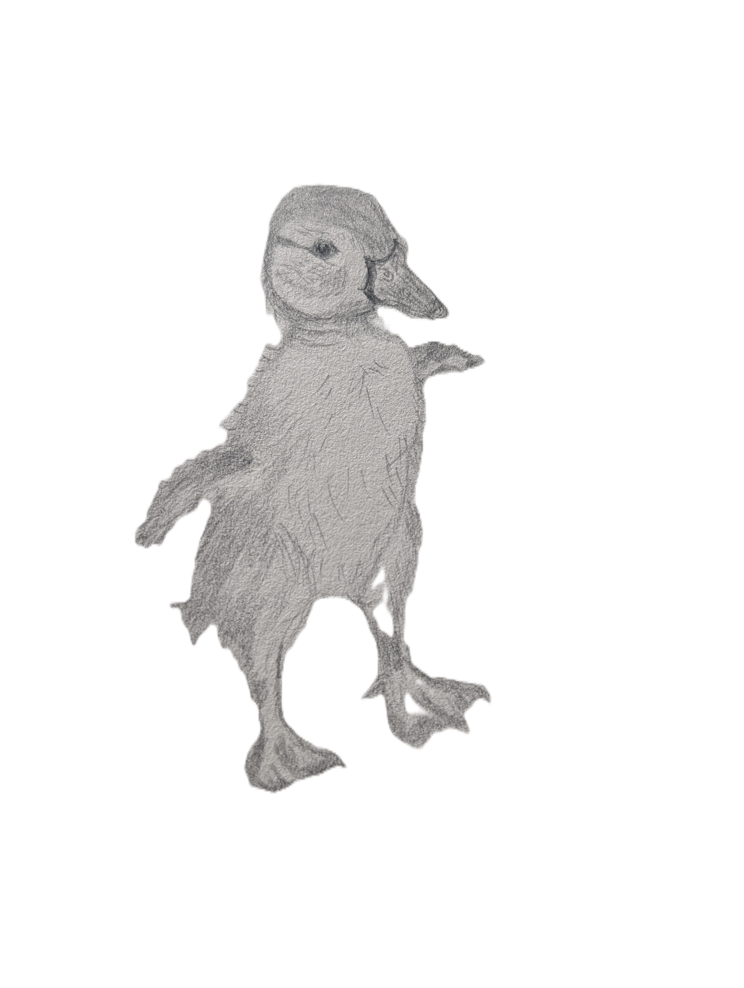 wiggling duckling.png