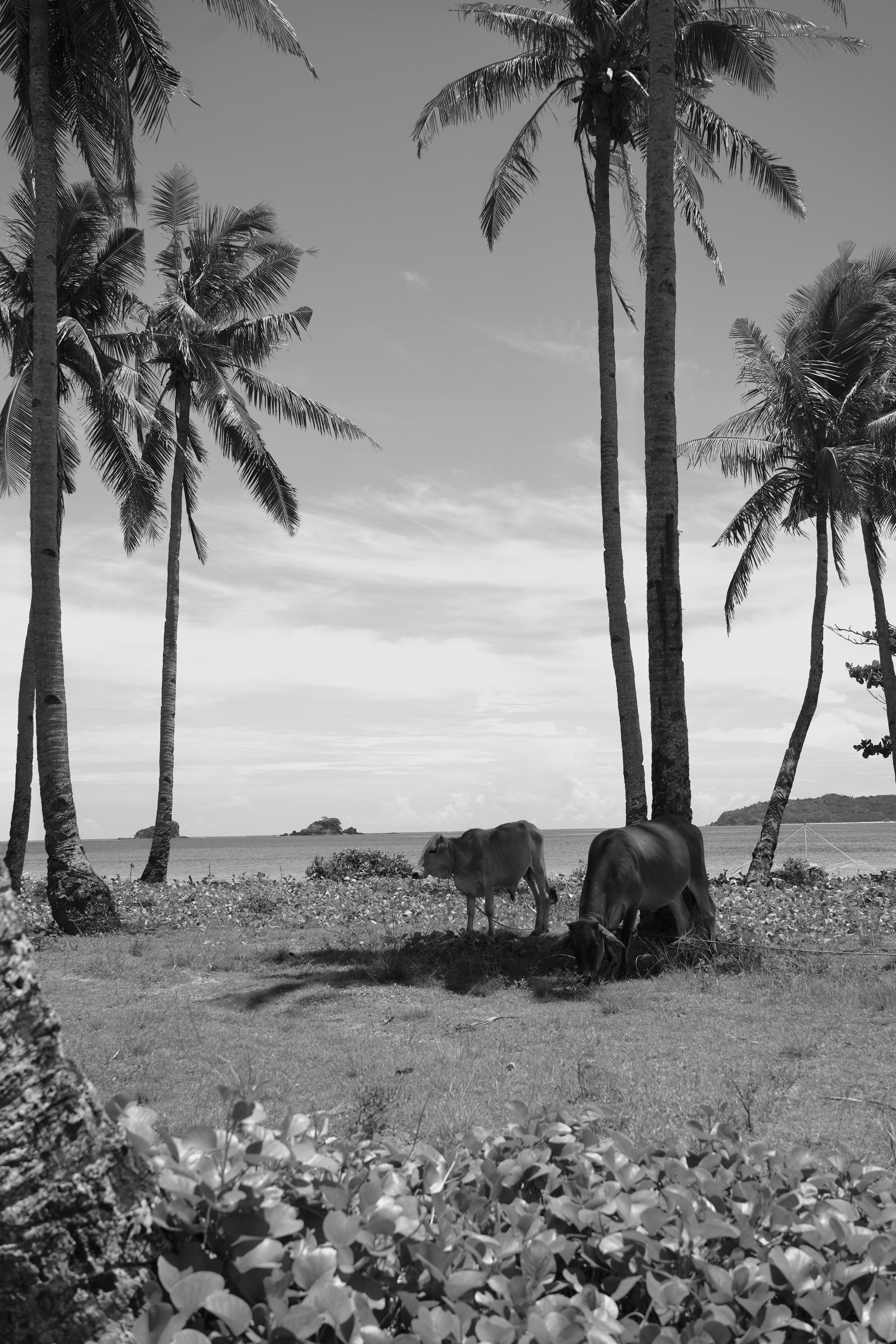 DSC04194.jpeg