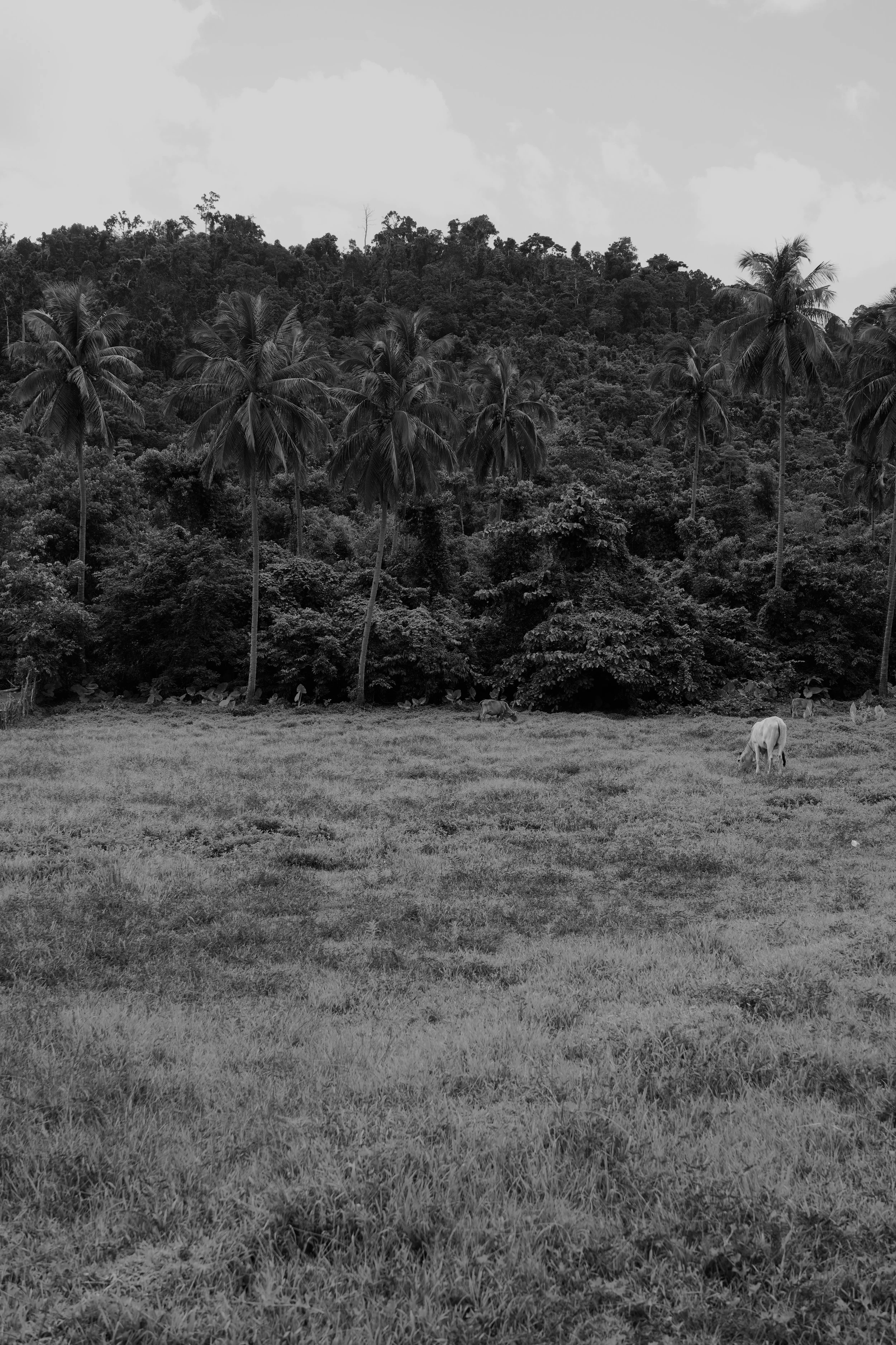 DSC04061.jpeg