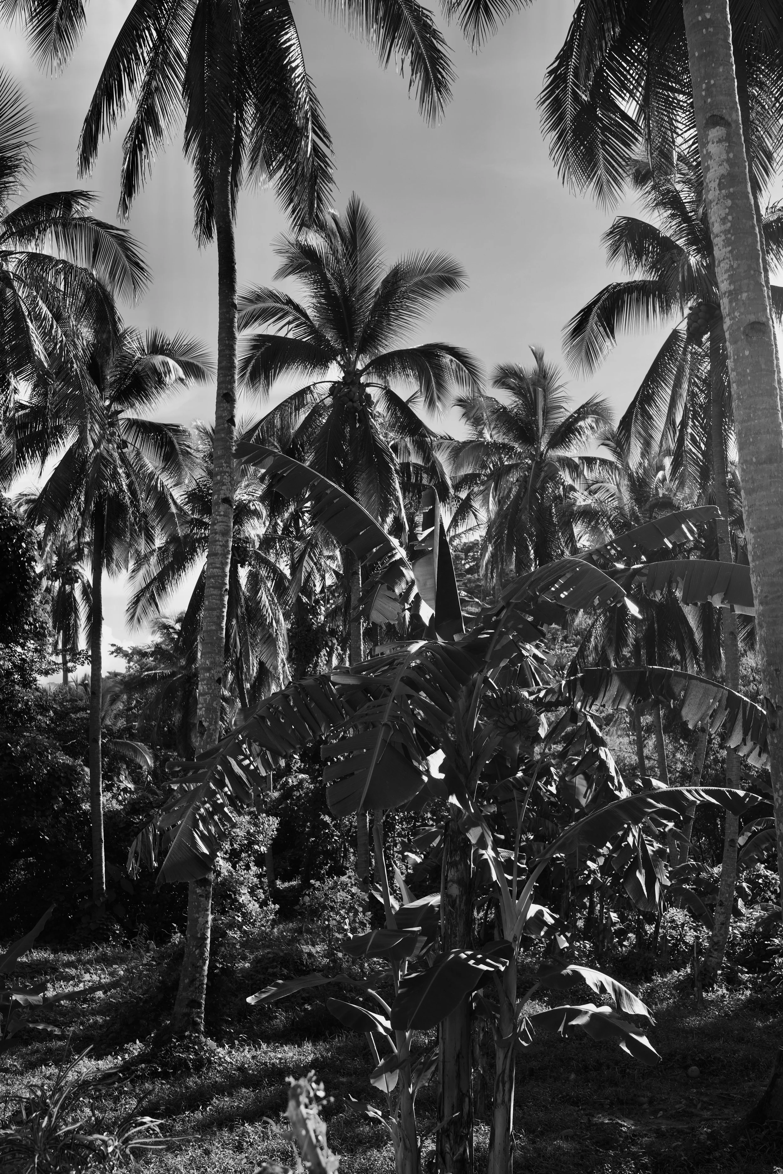 DSC04336.jpeg