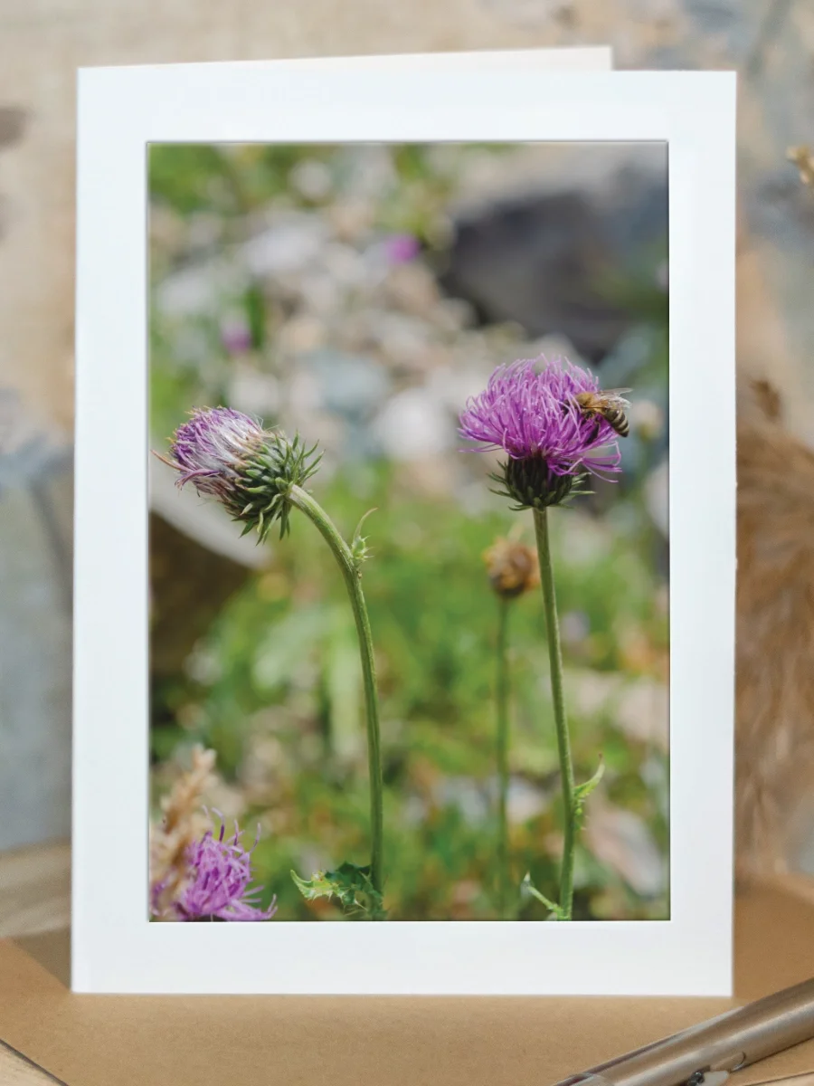 Wild Honey & Thistle