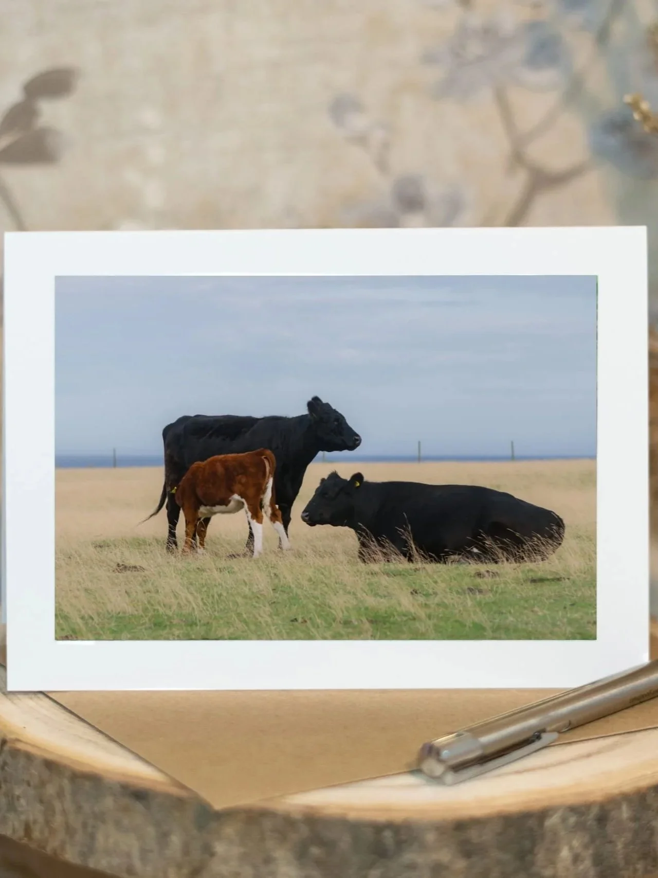 The Cows of Robin Hood’s Bay