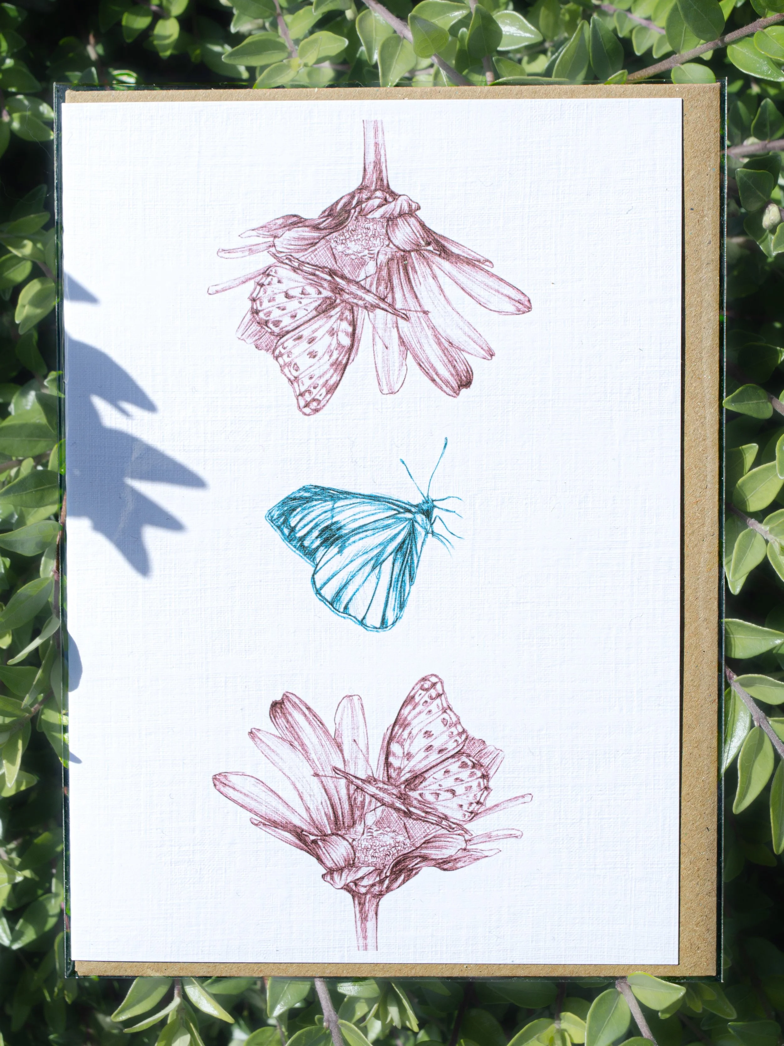 Butterflies Between Blooms