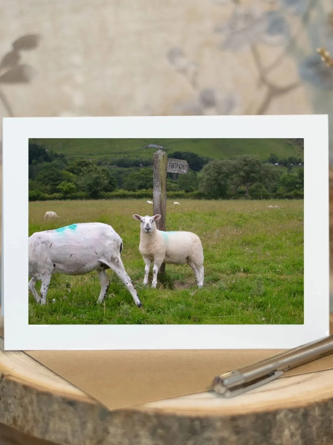 The Sheep of Castleton