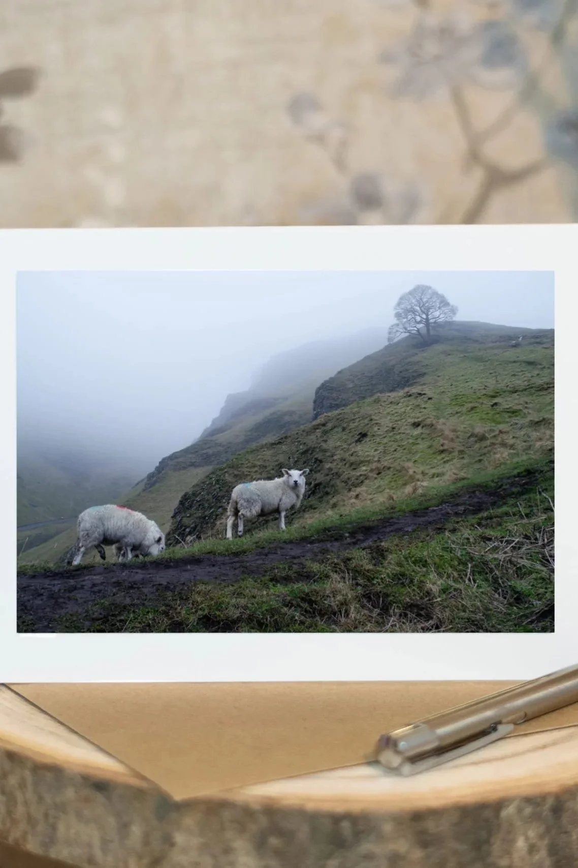 The Sheep of Winnats Pass