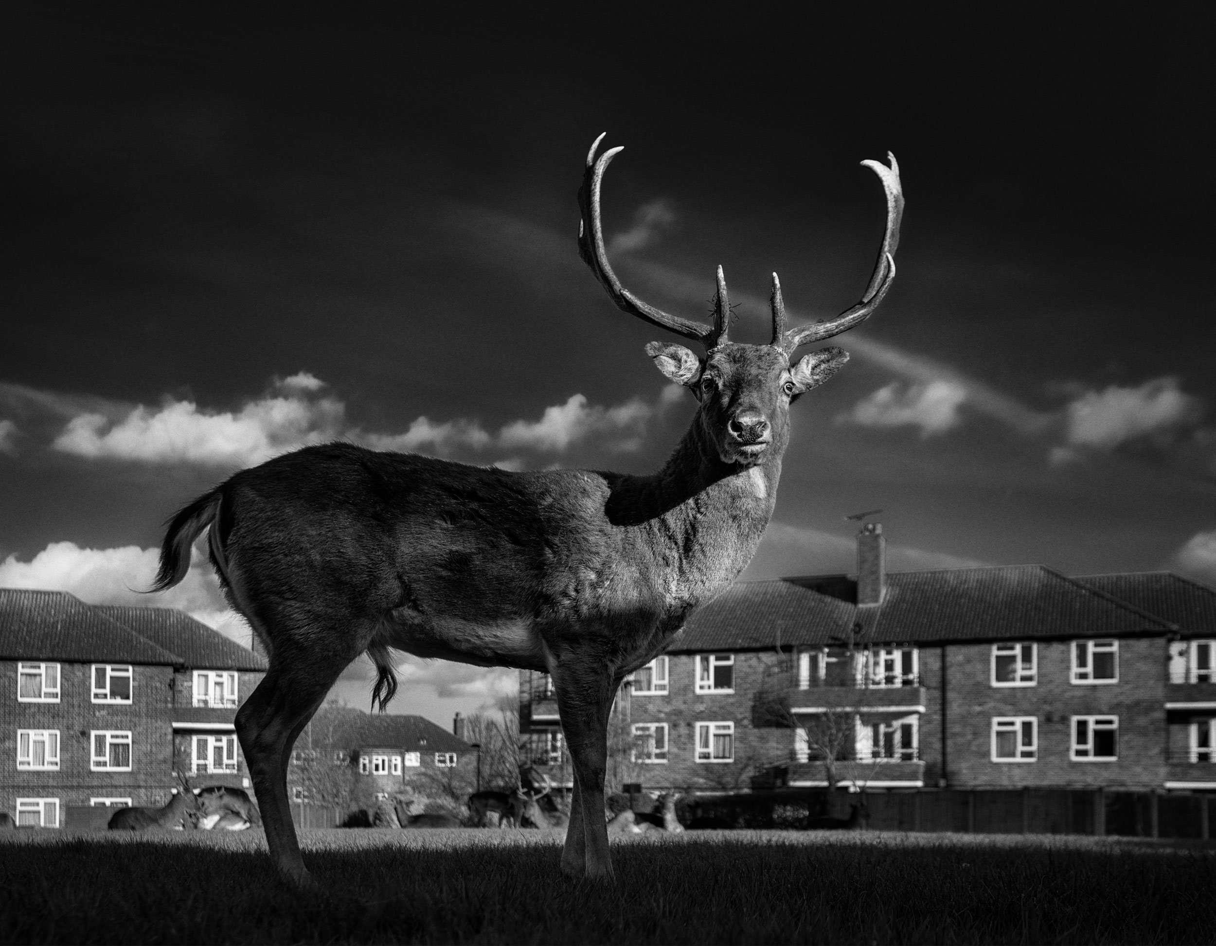Fallow deer buck in Harold Hill near Romford, Essex 