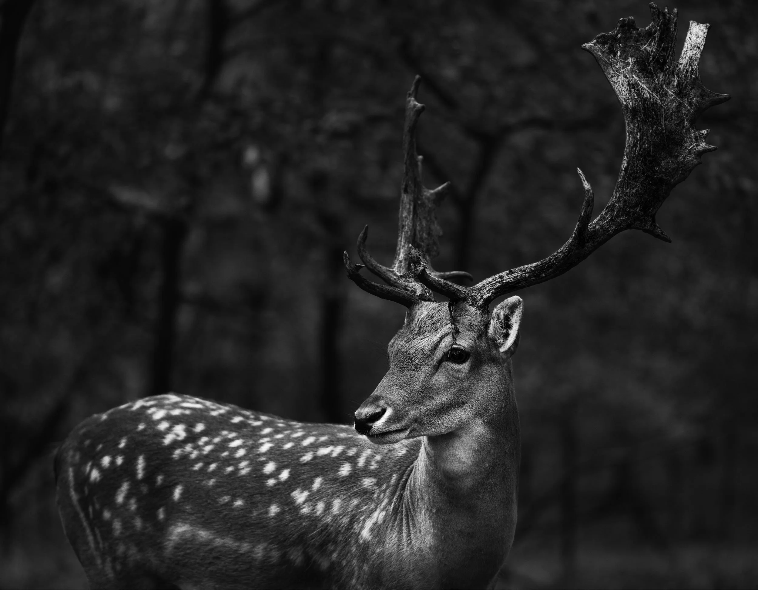 A black and white photograph of a deer with large antlers standing in a forested background.