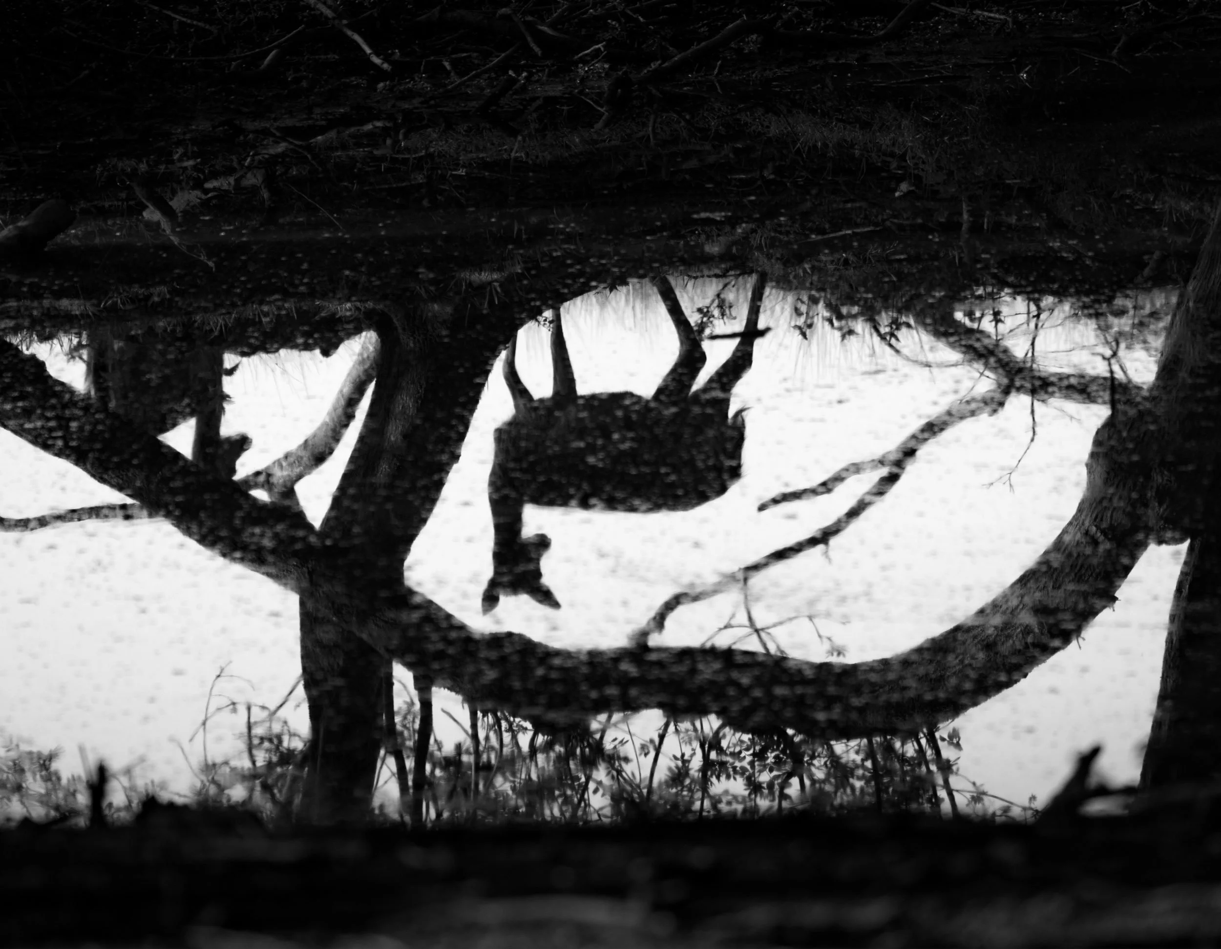 The reflection of trees and a frog on water in black and white, with view through a hole in the ground.