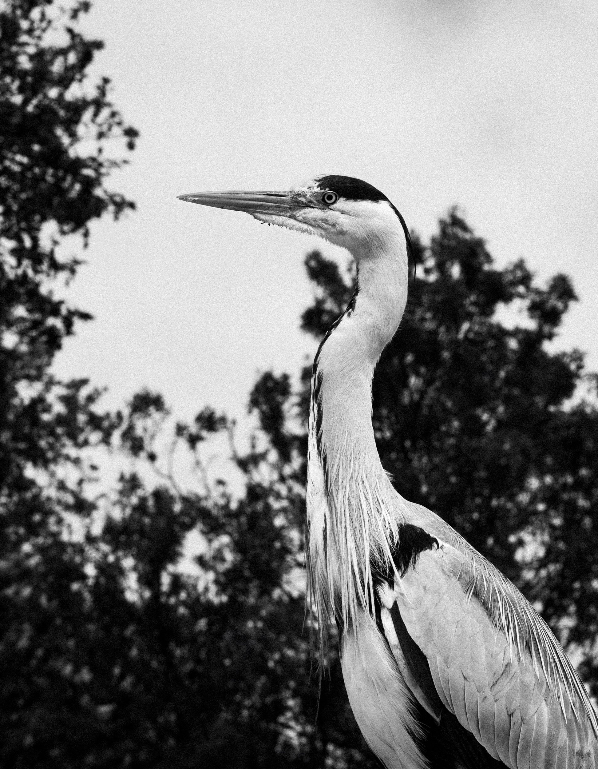 A black and white photograph of a heron with a tall, slender neck and sharp beak, standing outdoors against a background of trees.