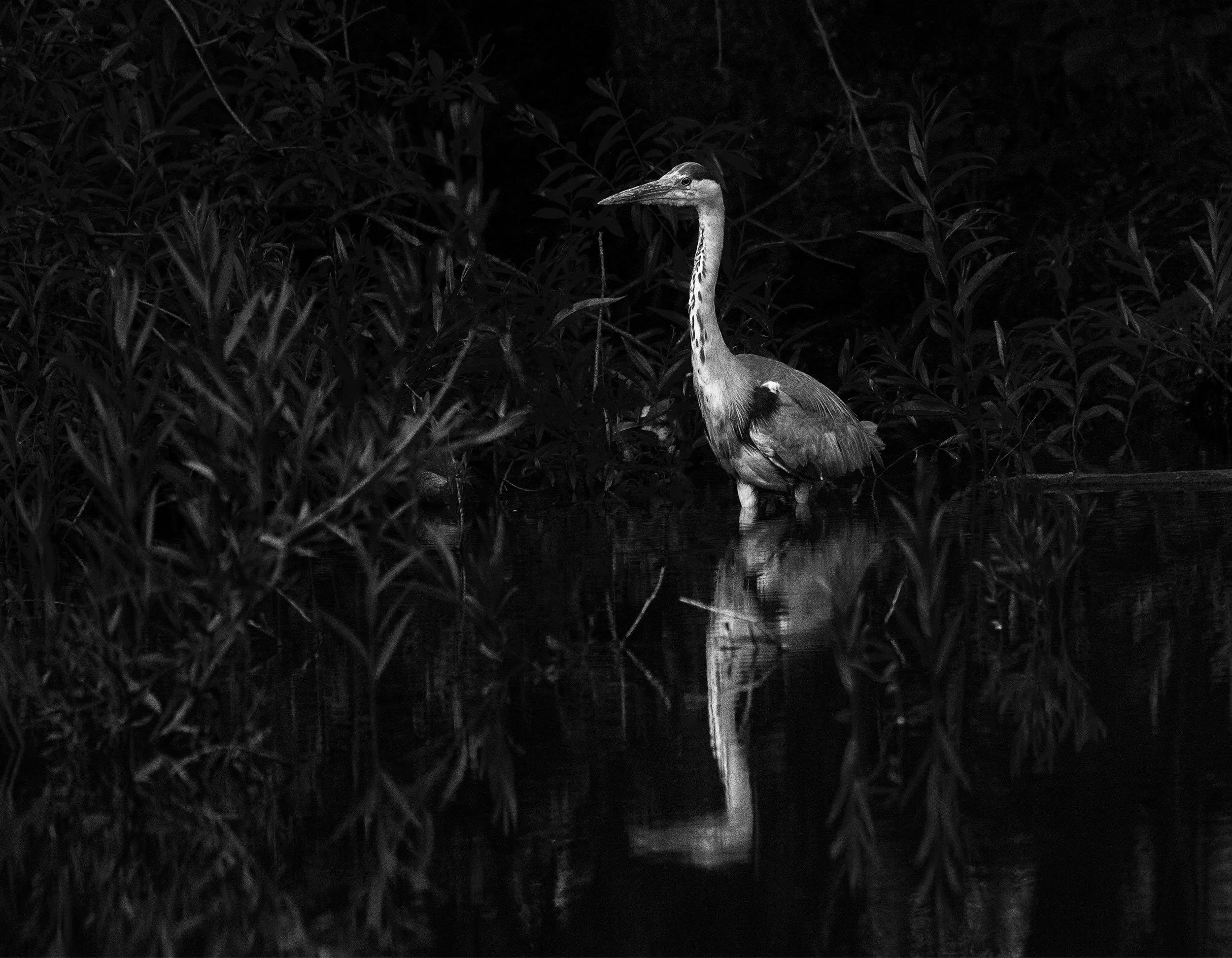 Heron in Harold Hill near Romford, Essex 