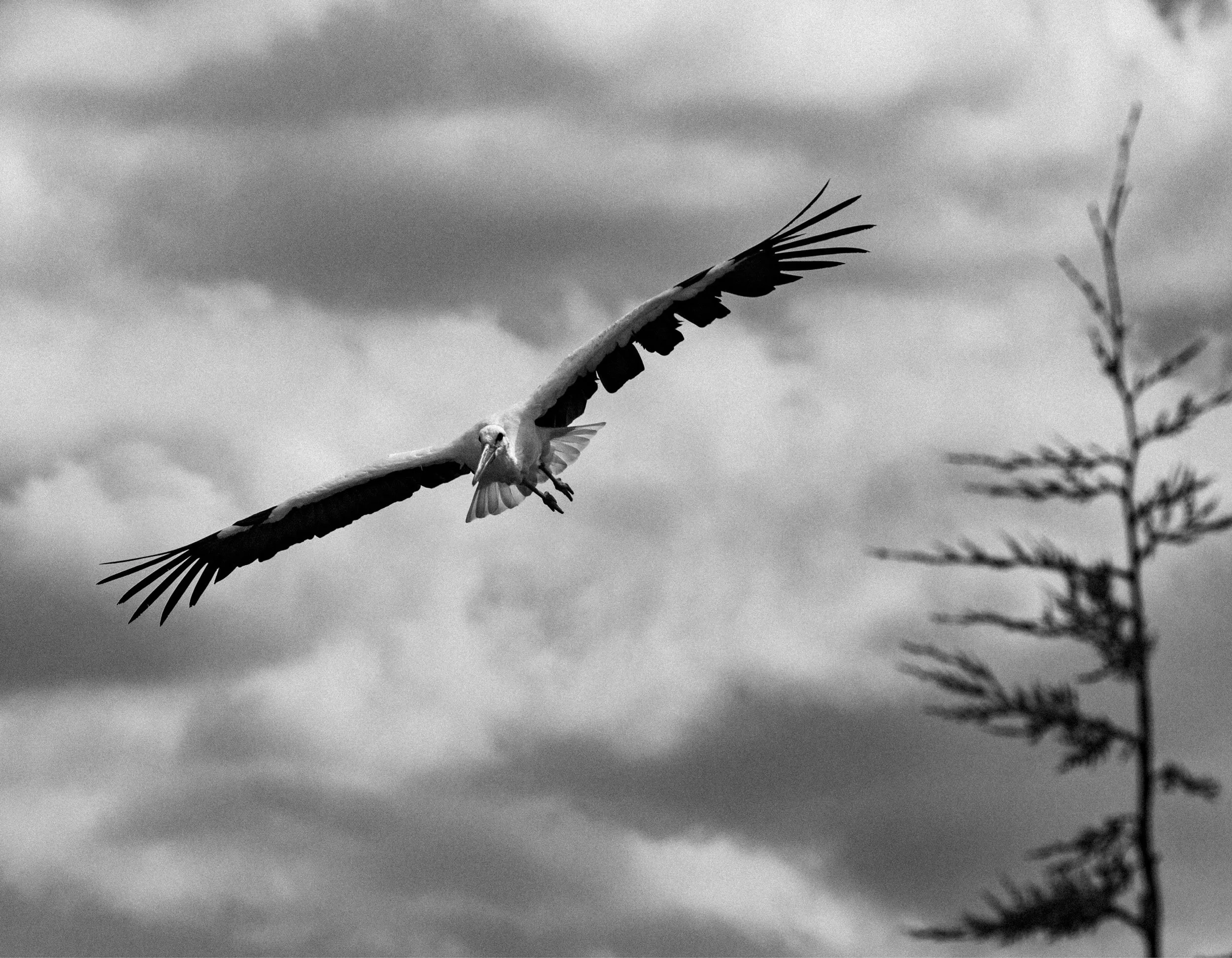 Black and white photograph of a bird in flight near a tree against a cloudy sky.