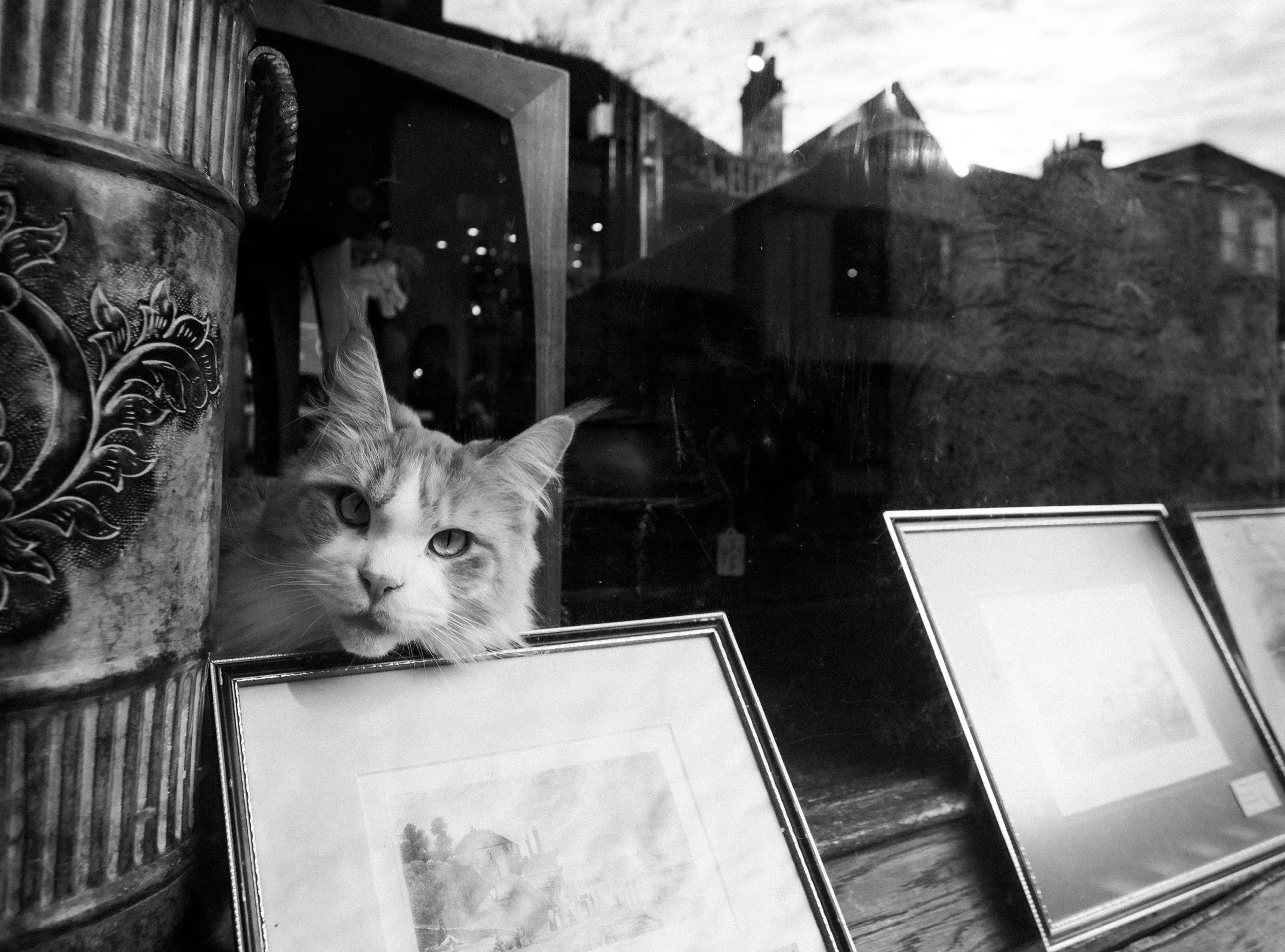 A cat with a mix of white and orange fur peeking over a framed picture on a windowsill, with various artwork frames and decorative items nearby. Rochester high street, cat sitting in shop window. 