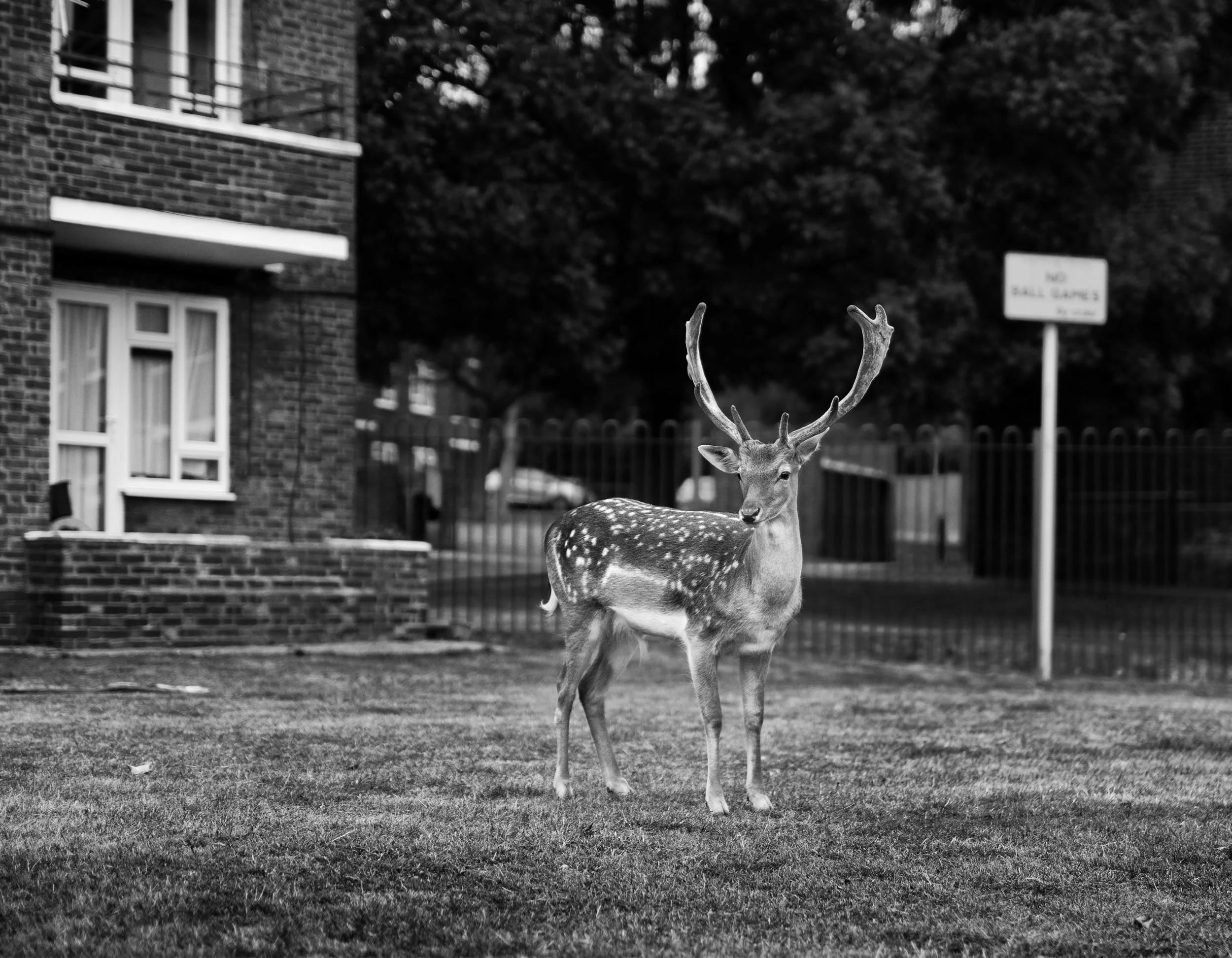Fallow deer buck in Harold Hill near Romford, Essex 