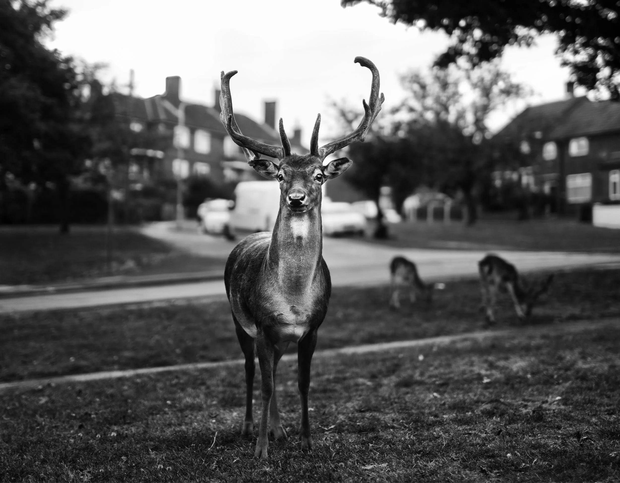A black-and-white photo of a deer with large antlers standing on grass in a residential neighborhood, with two other deer in the background.