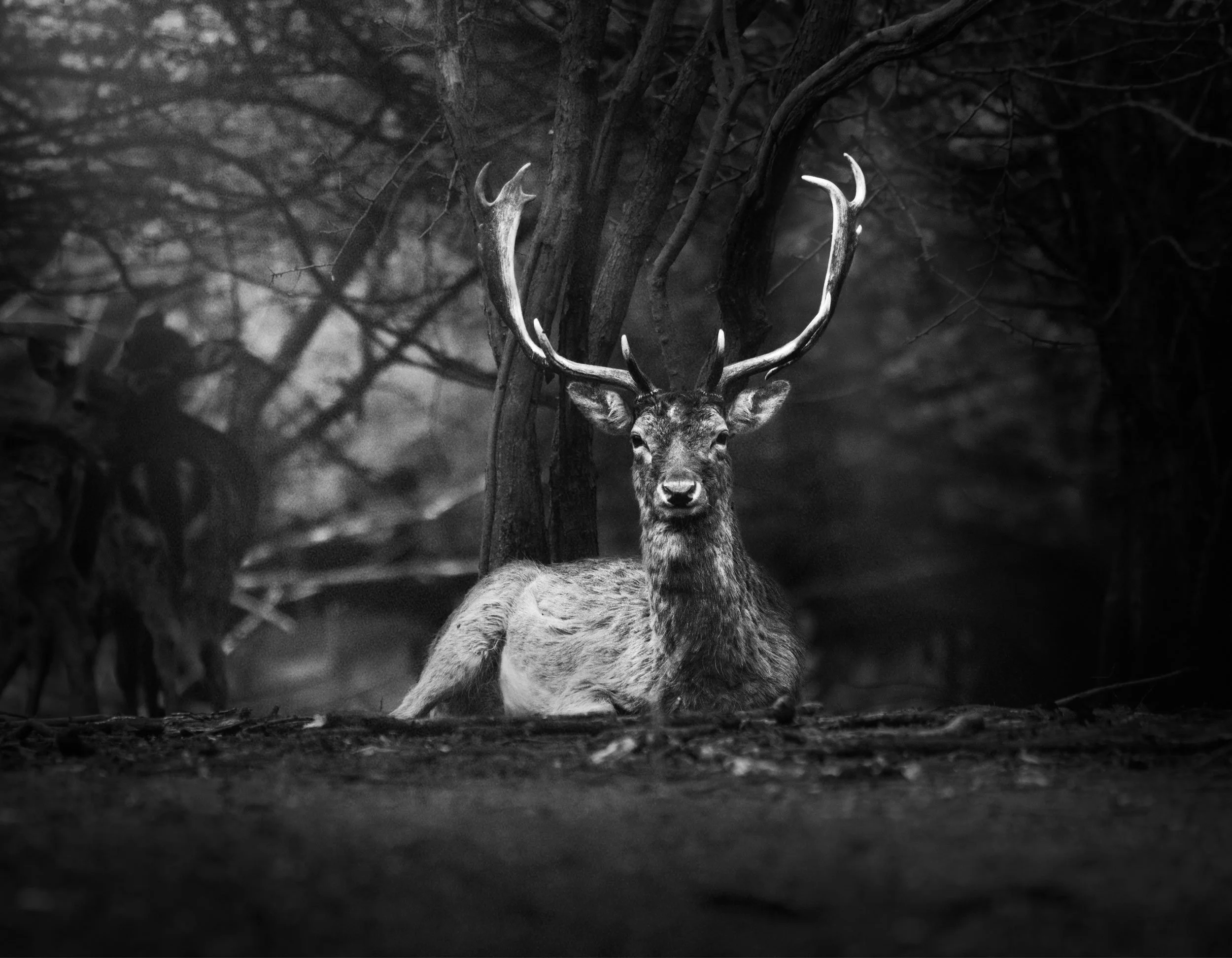 Black and white photograph of a majestic stag with large antlers standing in a forest surrounded by trees.