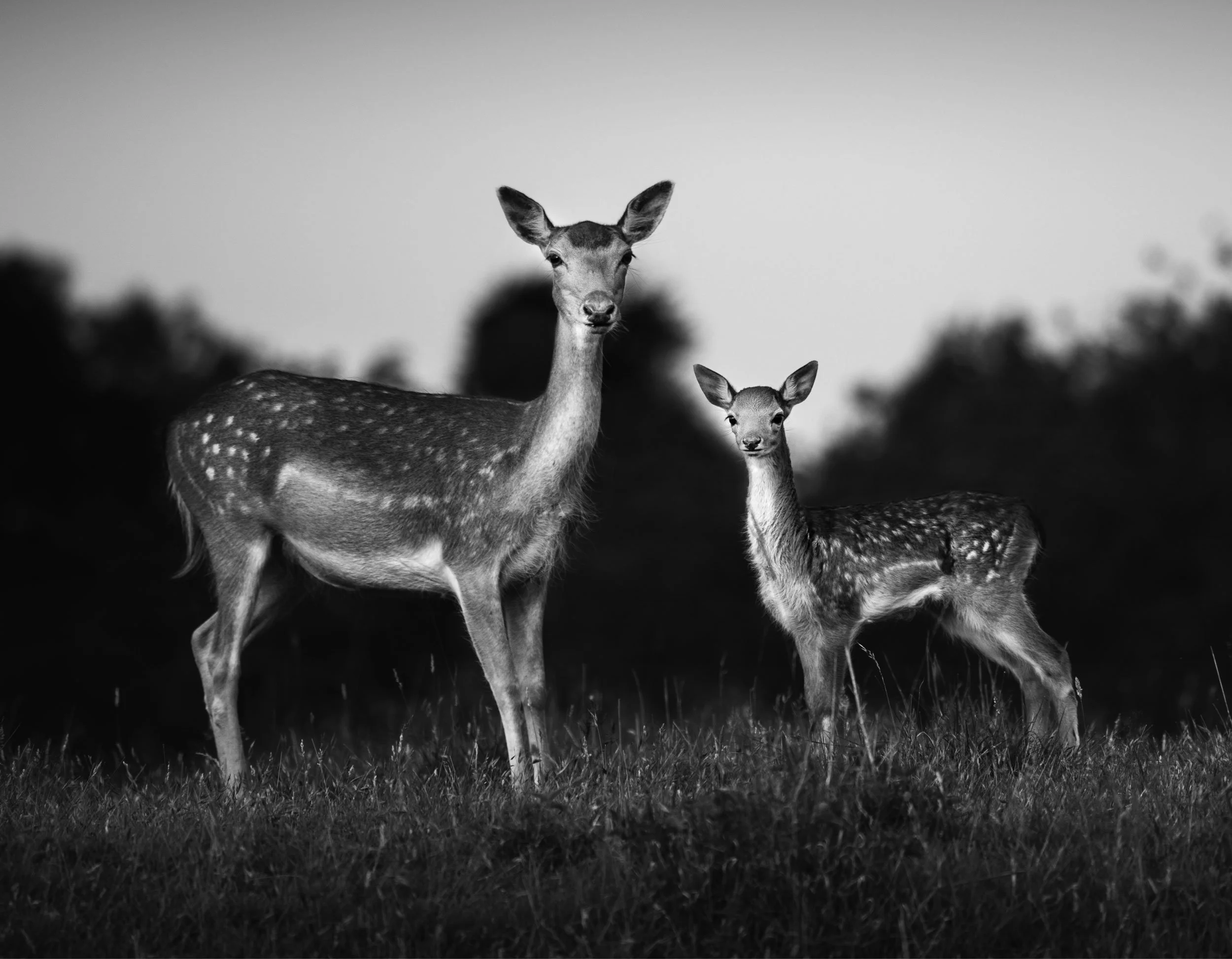 Black and white photograph of two young deer standing on grass with a blurred background, one deer is taller and the other shorter.