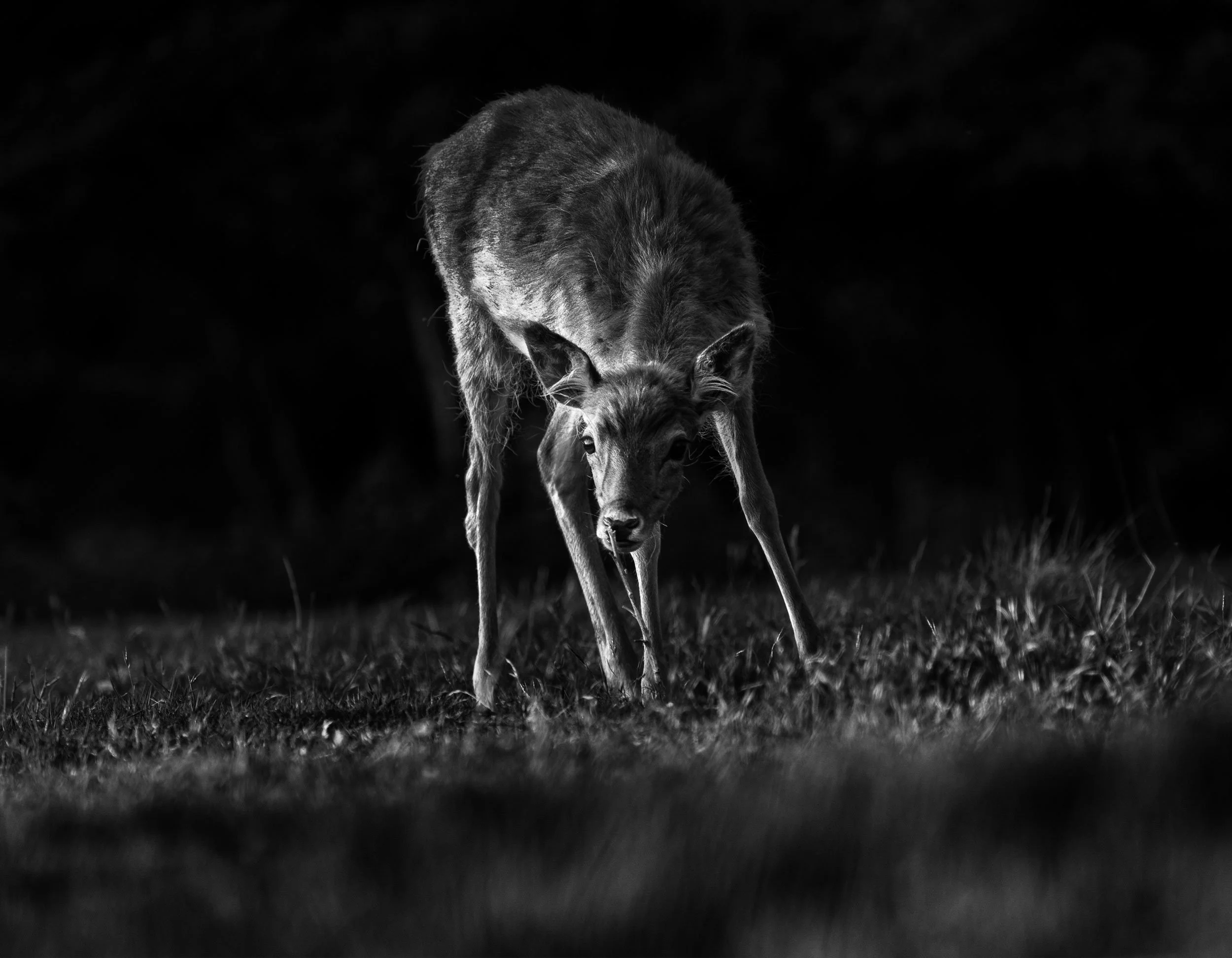 Black and white photo of a deer standing on grass with dark background, looking directly at the camera.