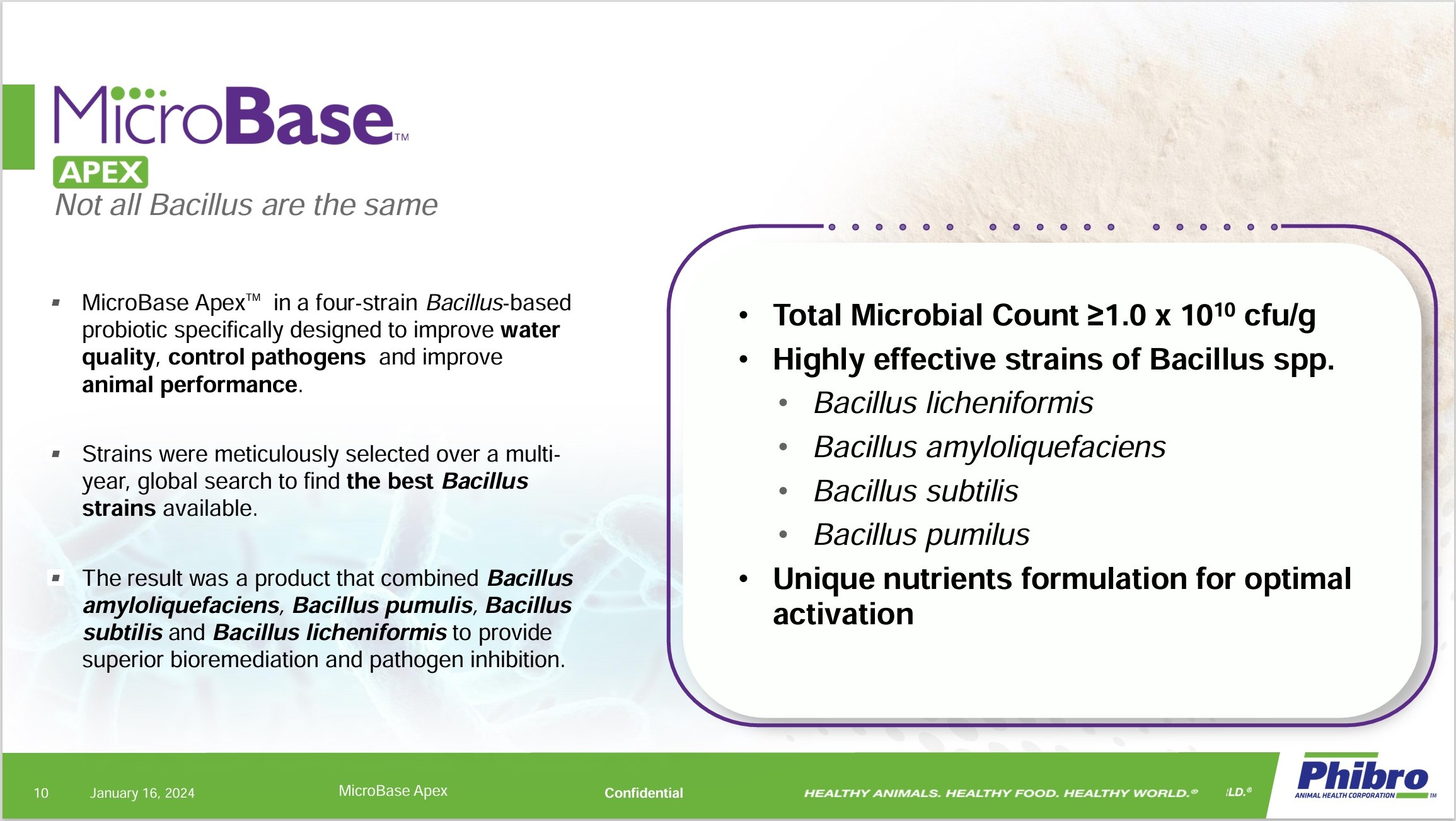 Apex Bacillus starins.jpeg