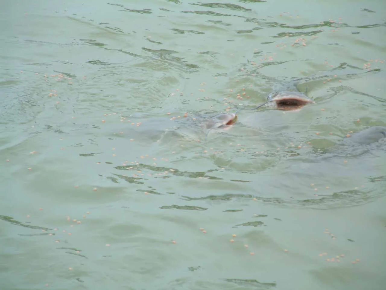 Mobile Fish Health Diagnostic Service - pending