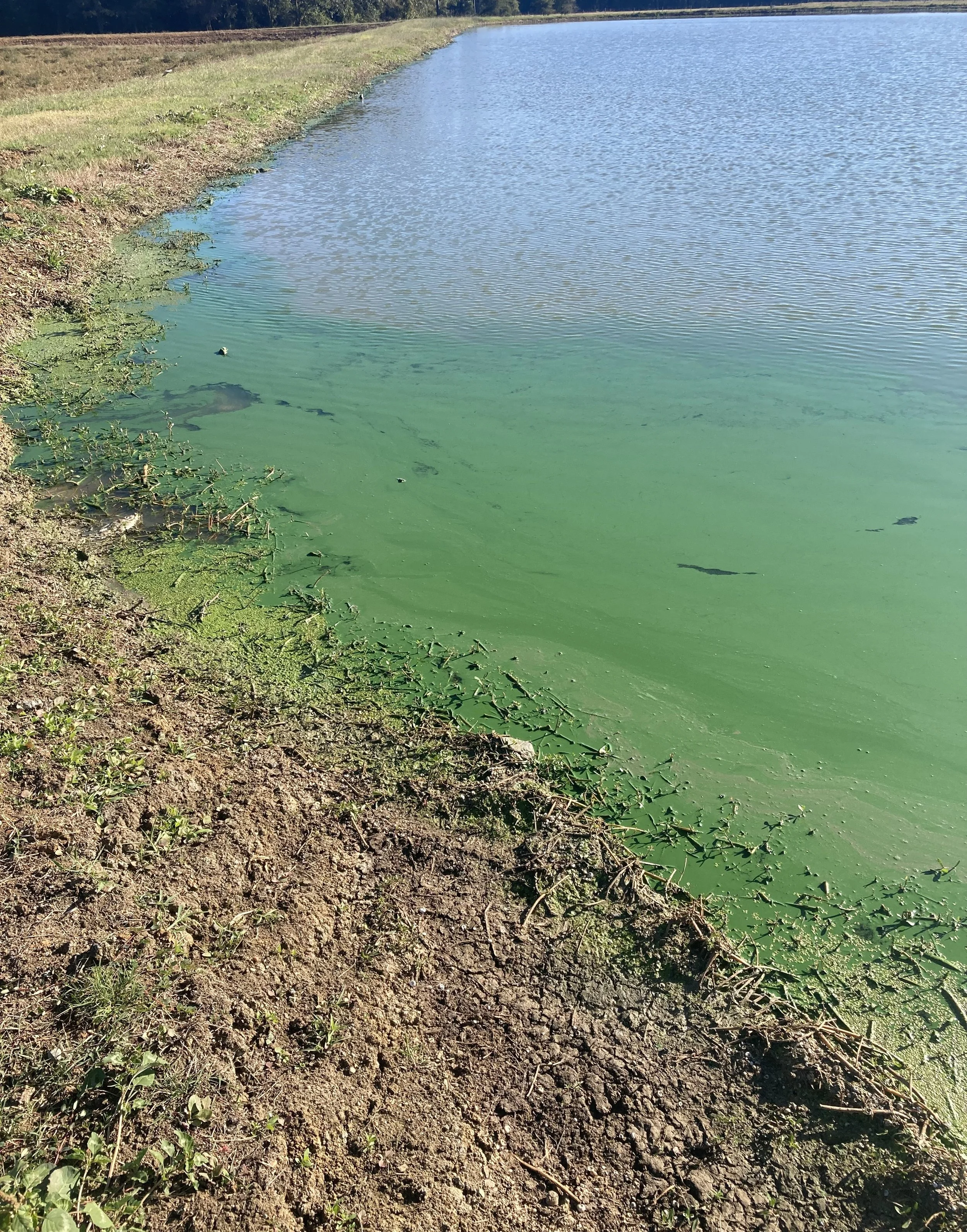 Algae Identification