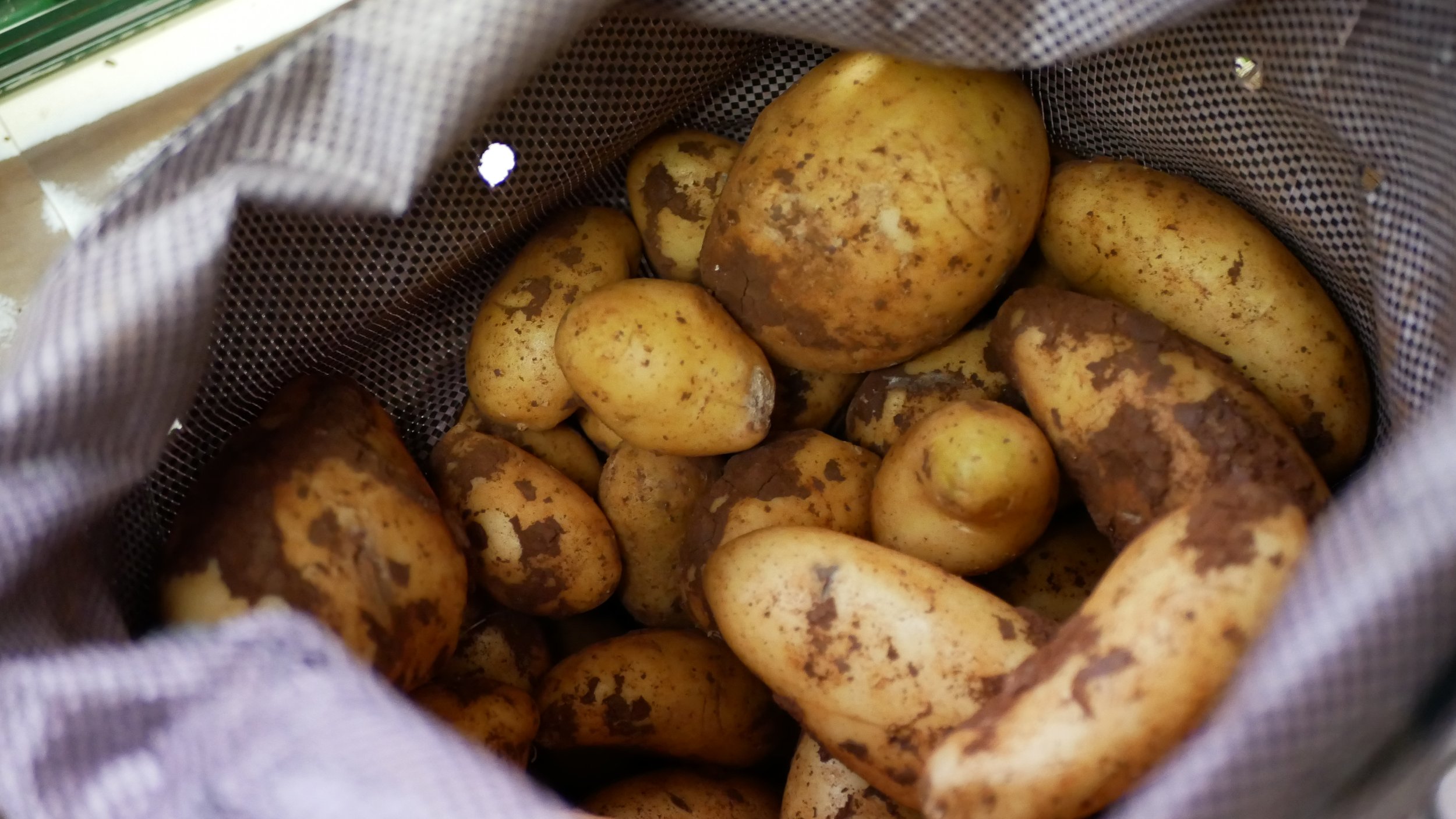 Dirty potatoes inside a mesh bag.