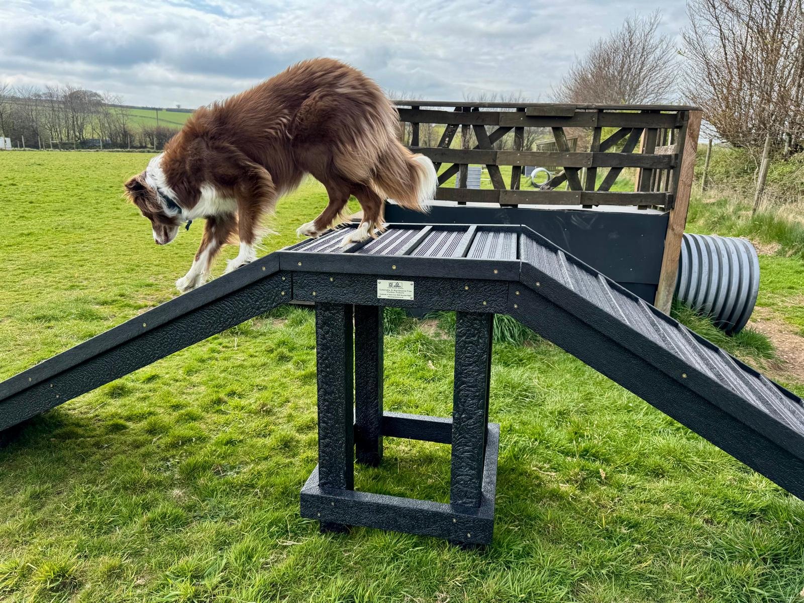 Matty on Spider dog frame, easy does it 