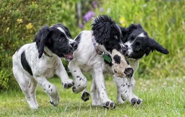 Puppy play at the dog field near Barnstaple