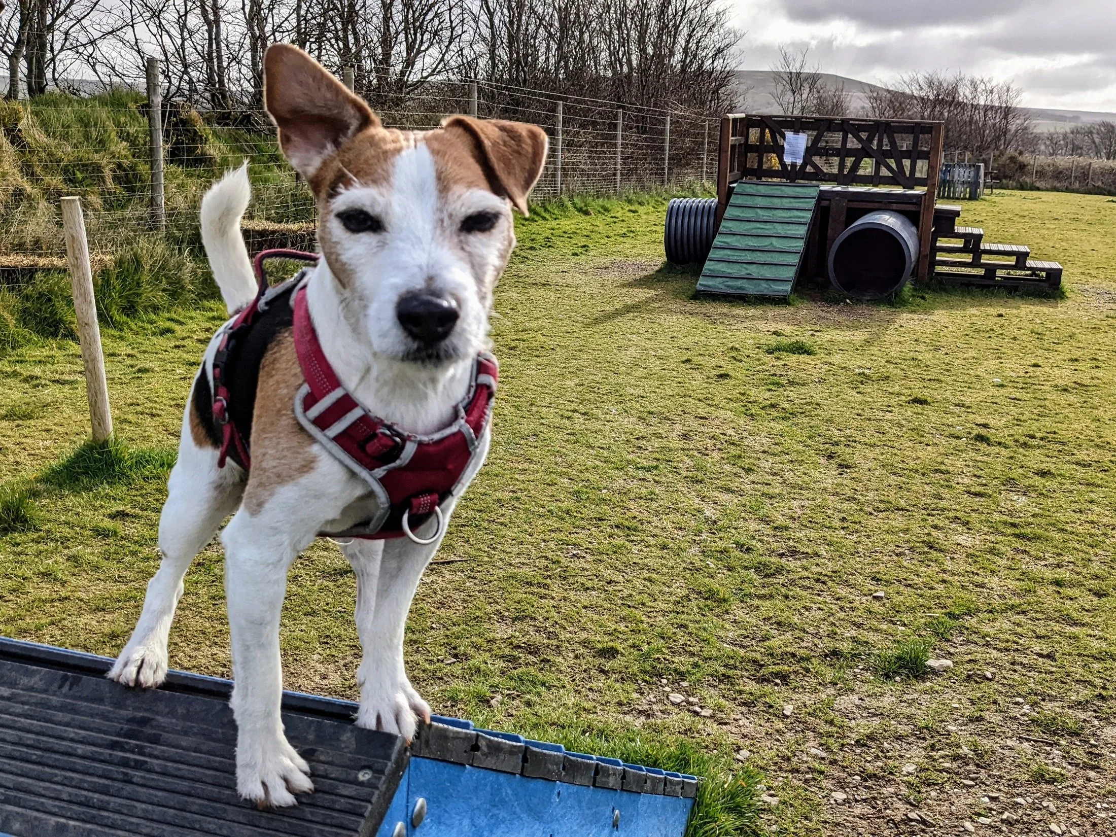 dog playing on adventure equipment