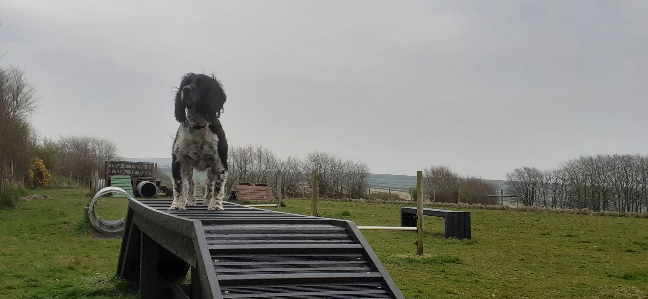 Springer on fun dog agility North Devon