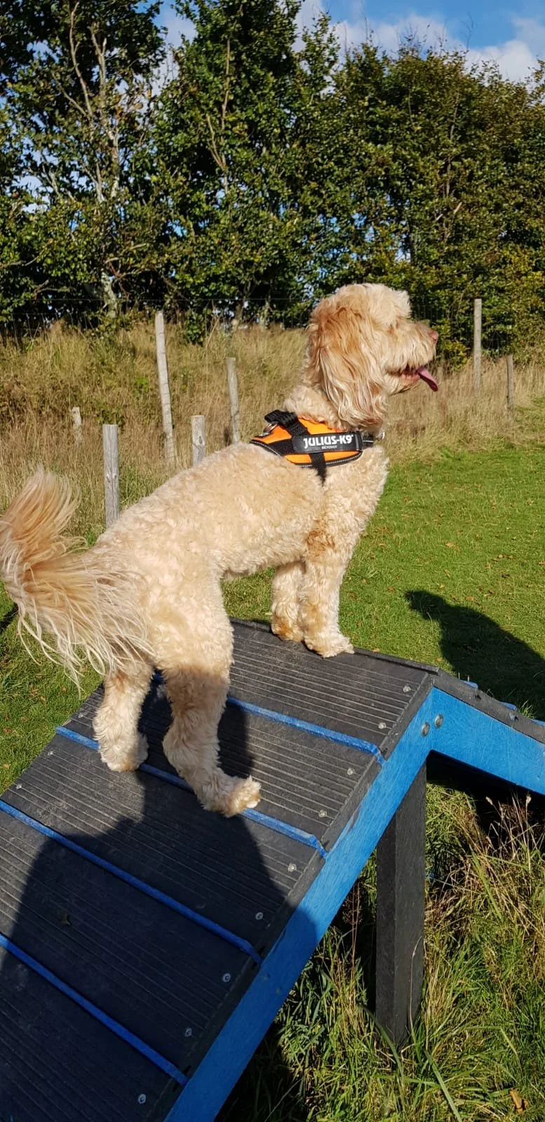 dog on A frame