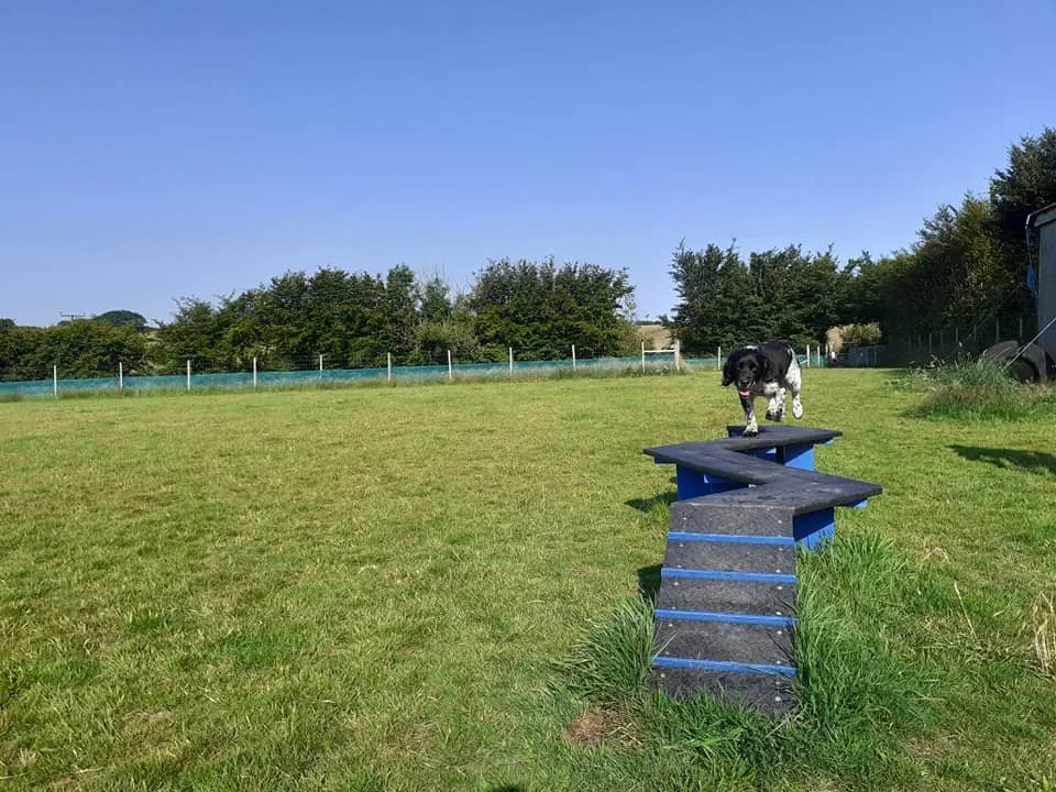 Dog zig zag balance beam. 
