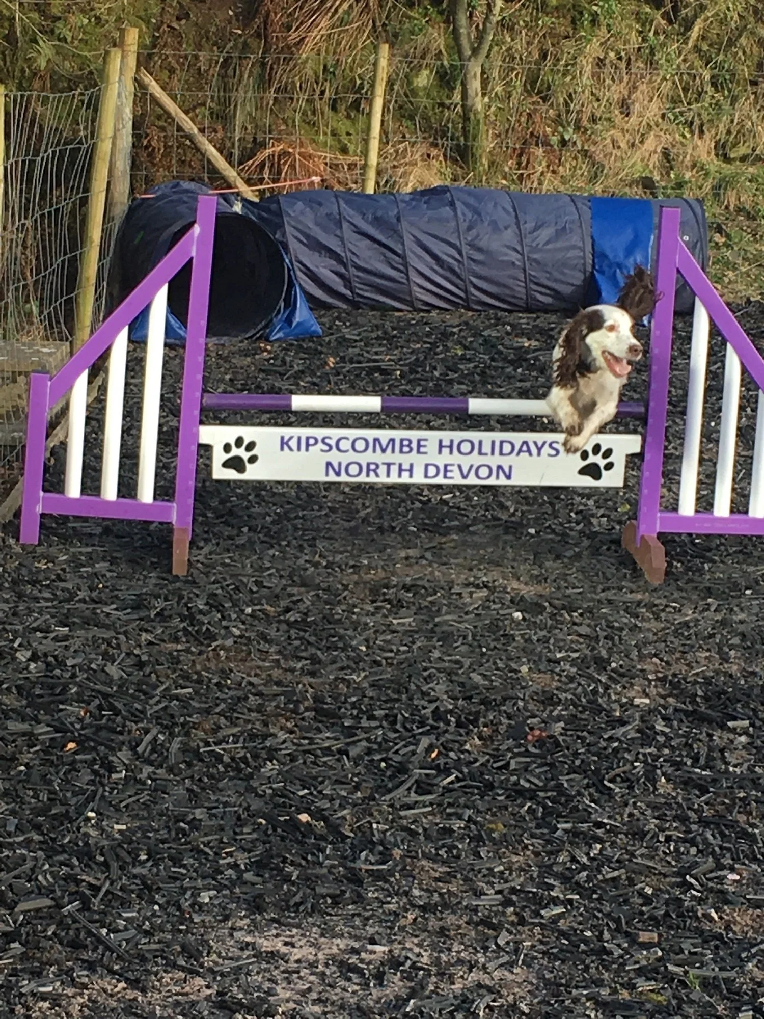 Dog Agility Hire for Experienced Users