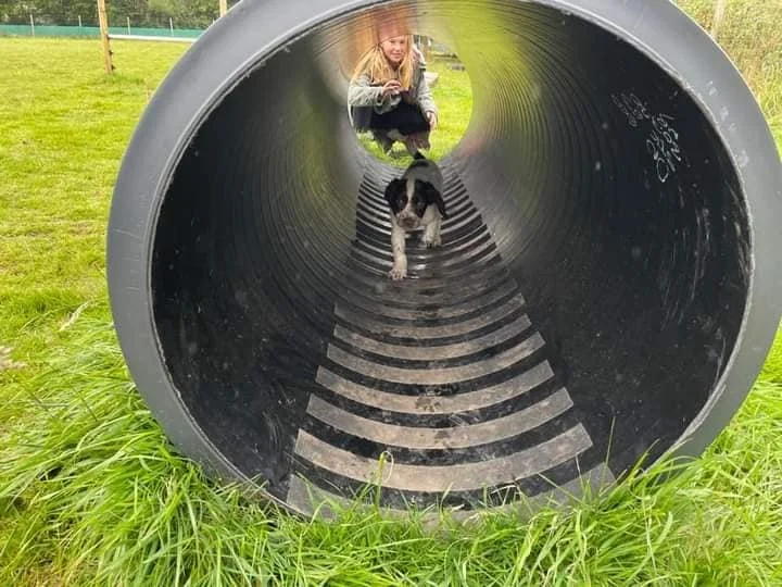 puppy trying a tunnel for 1st time