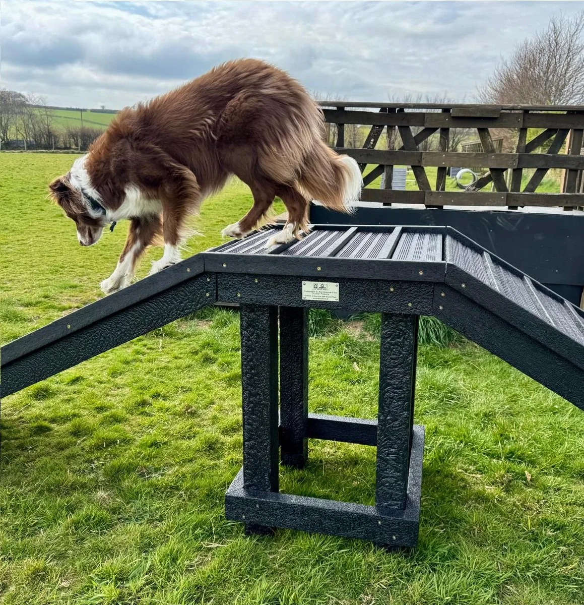 fun canine equipment, training ramp