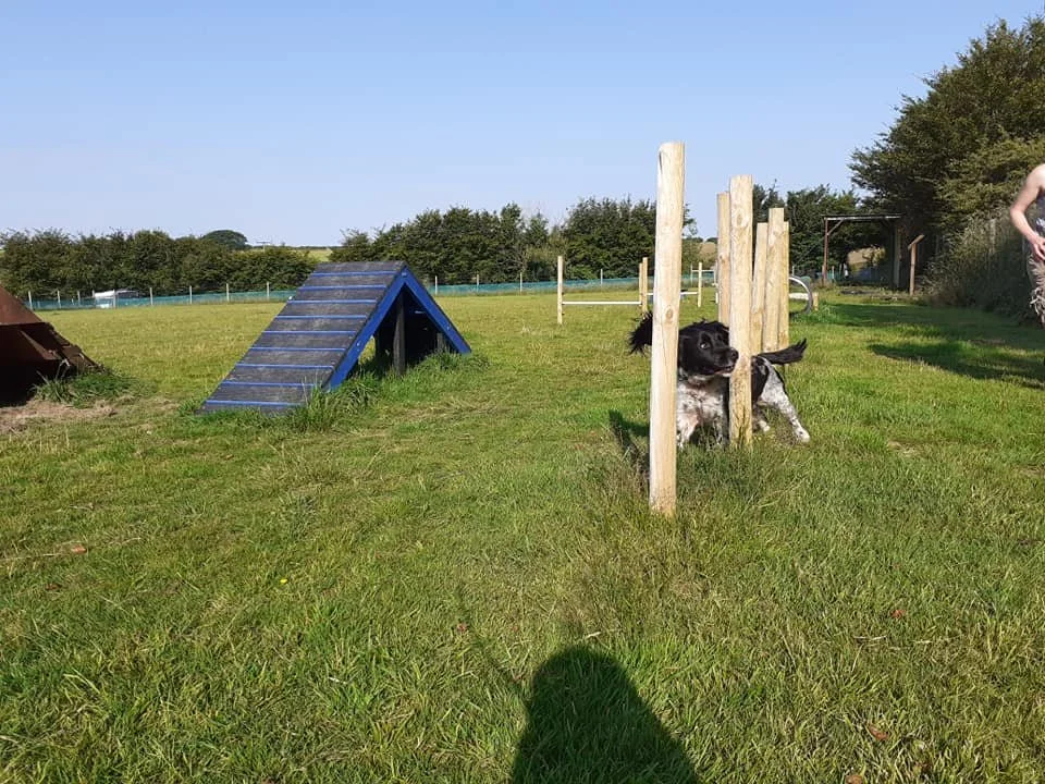 Agility weave poles, try them out