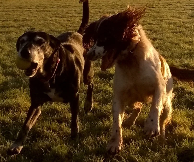 dogs playing ball in north devon dog field