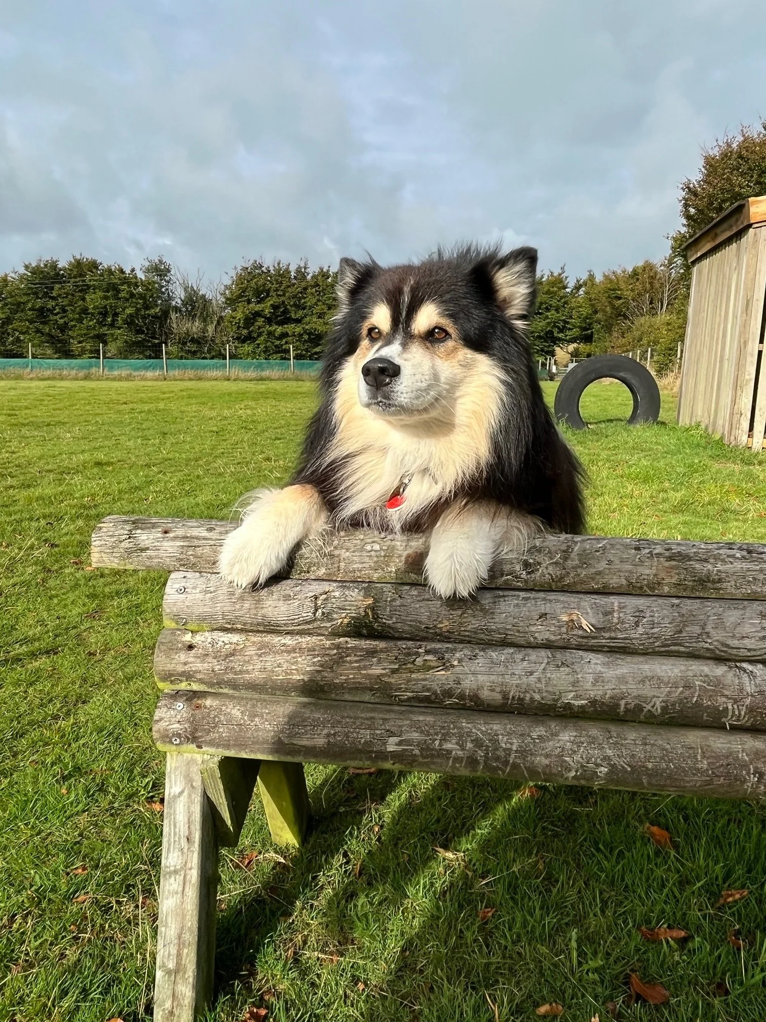 Timber dog jump, just posing