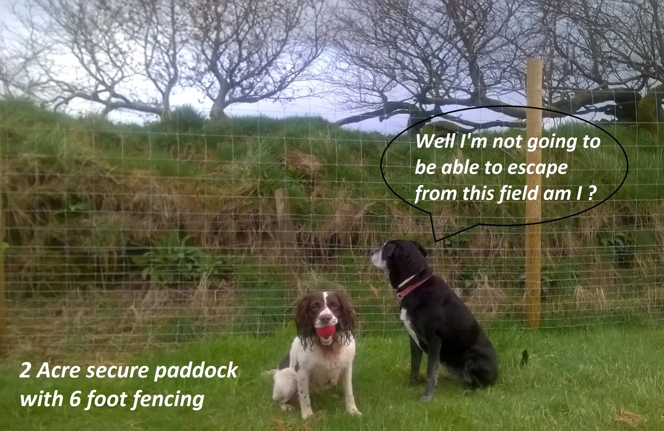 2 acre secure field near Barnstaple and 6ft fence