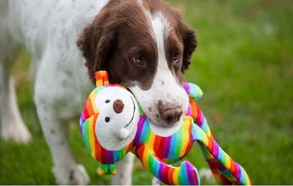 dog runs off after prey, secure space