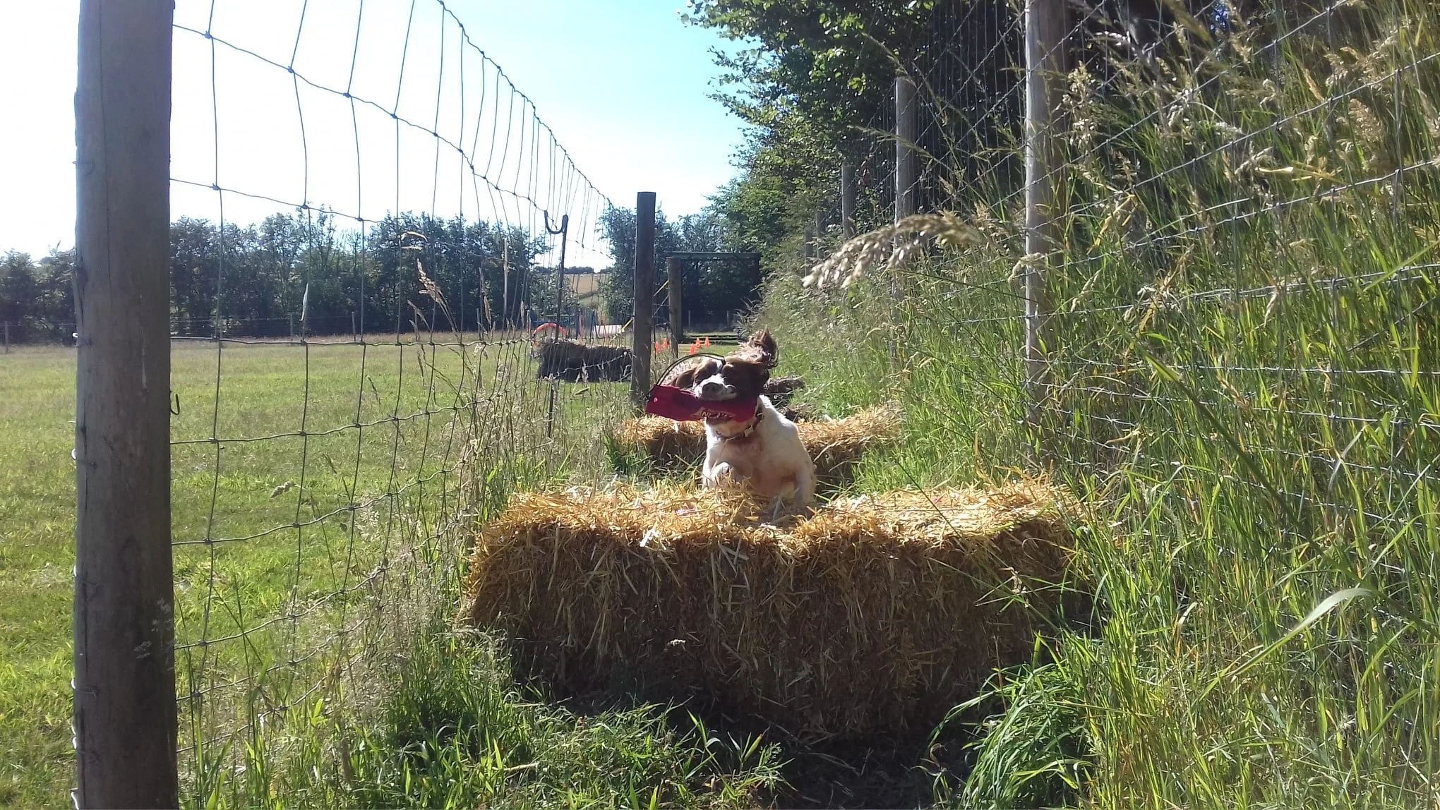amber straw bale scurry