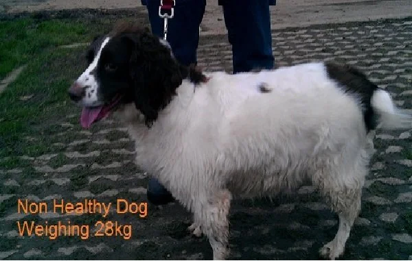 Dog exercise , no recall training safe field