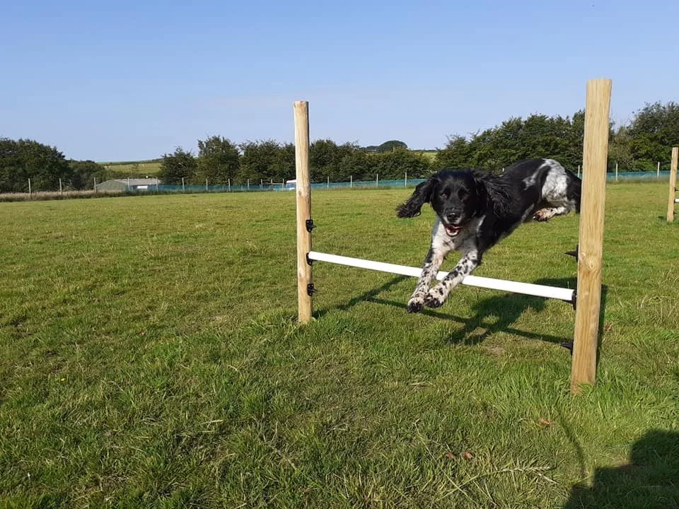 two adjustable dog agility jumps. 