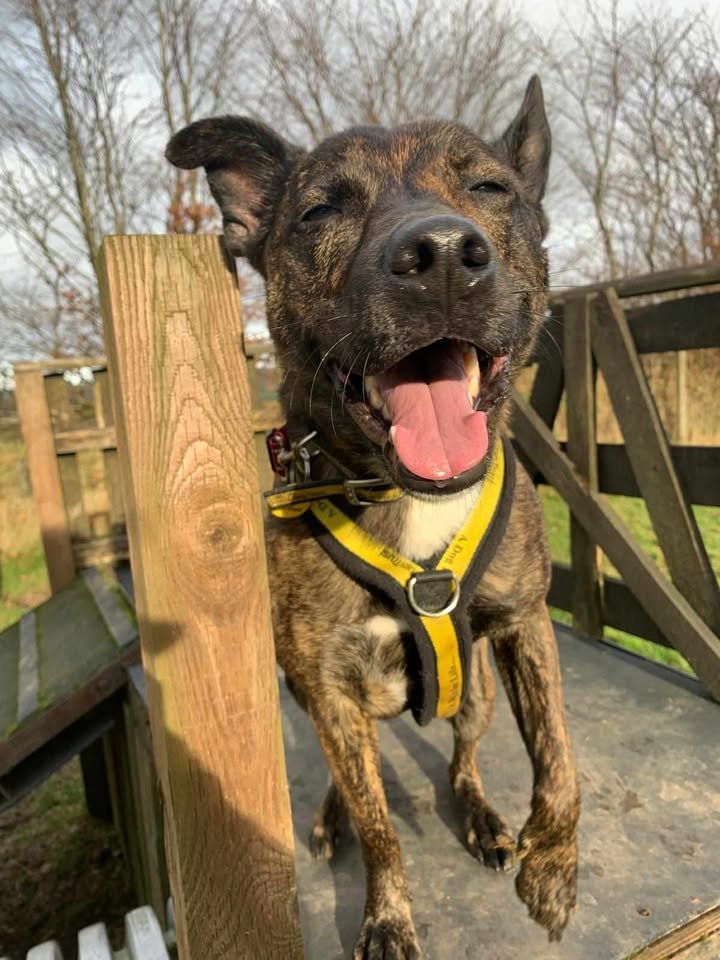 dogs trust dog enjoying field