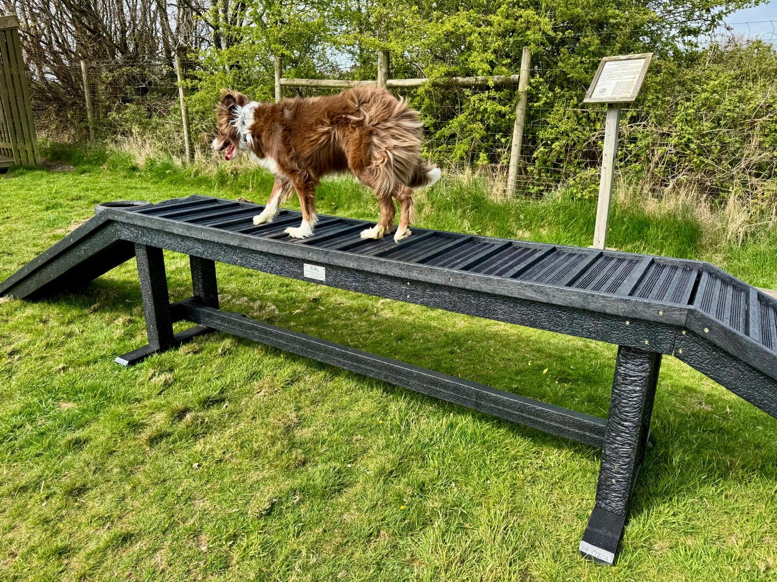 specially made dog adventure walk, safe height