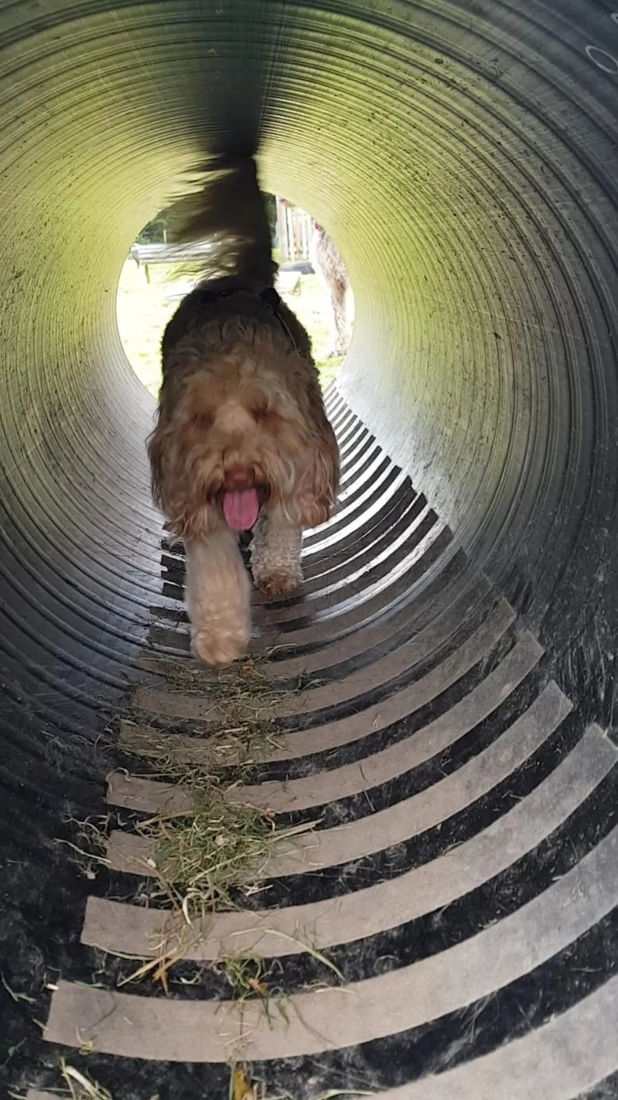 dog going through a tunnel in the field