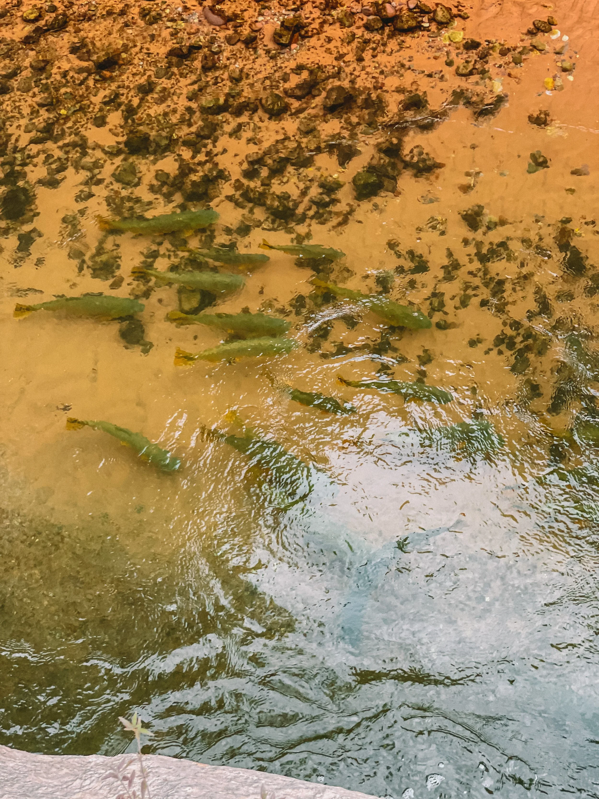 Rio Dorado Camp