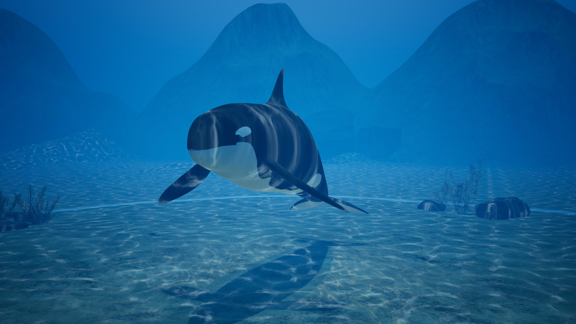 Wildlife Experience VR Orca