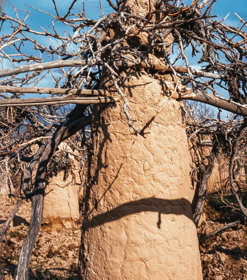 Kerman  Shazdeh Garden  56.png